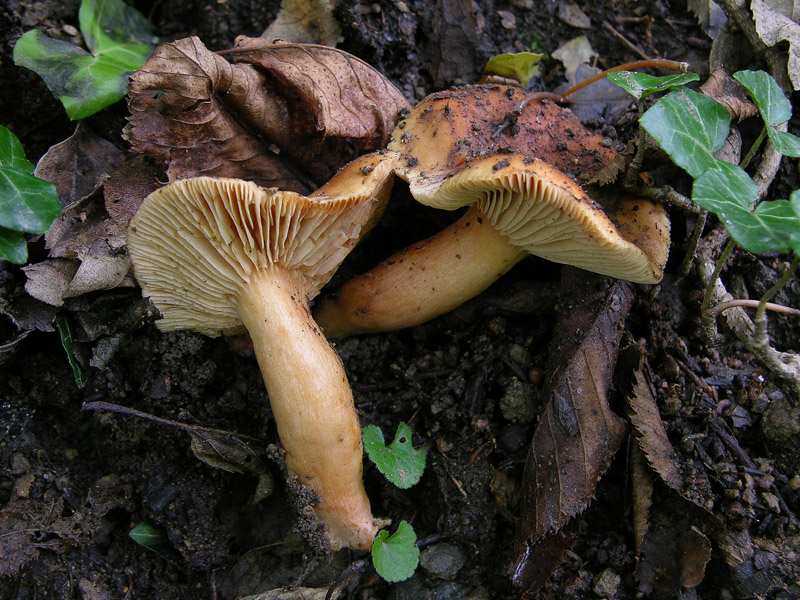 Russulaceae di oggi, 07 Giugno.